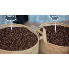 Która kawa lepsza: arabica czy robusta? Poznaj kluczowe różnice