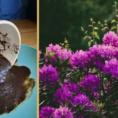 Jakie kwiaty kochają fusy z kawy? Sekret naturalnego nawozu dla pięknych roślin