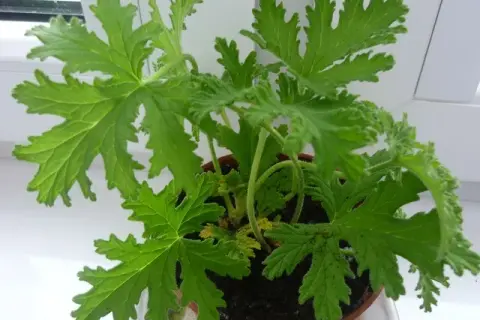 Jak zrobić herbatę z geranium? Prosty przepis i zdrowe właściwości