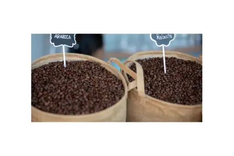 Która kawa lepsza: arabica czy robusta? Poznaj kluczowe różnice