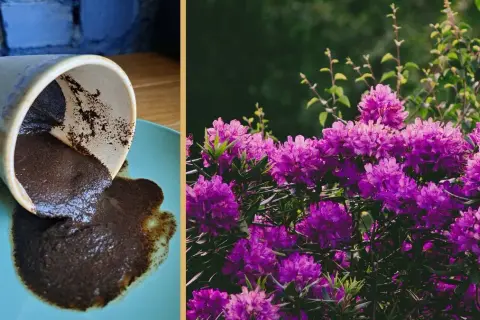 Jakie kwiaty kochają fusy z kawy? Sekret naturalnego nawozu dla pięknych roślin
