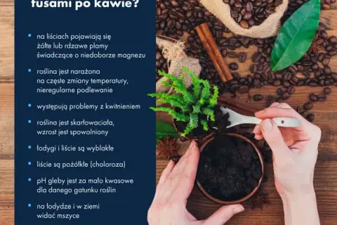 Czy fusy z kawy są dobrym nawozem? Korzyści, wady i błędy w stosowaniu