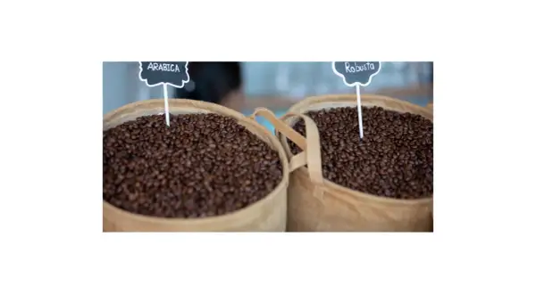 Która kawa lepsza: arabica czy robusta? Poznaj kluczowe różnice