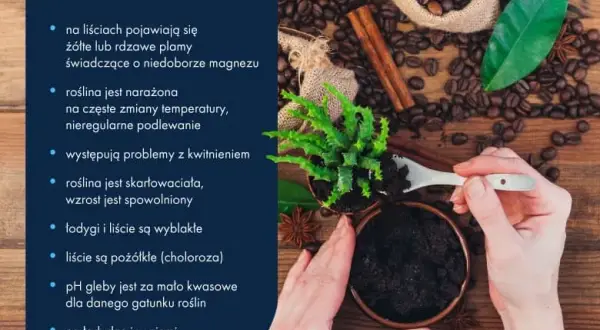 Czy fusy z kawy są dobrym nawozem? Korzyści, wady i błędy w stosowaniu
